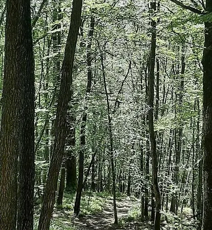 Semesterbostad Hanina va dans les bois *